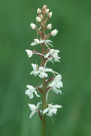 Gymnadenia conopsea s.l. farbvariante_color-variant \ Mücken-Händelwurz / Common Fragrant Orchid, D  Augsburg 19.6.2004 