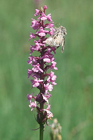 Gymnadenia conopsea s.l. \ Mücken-Händelwurz / Common Fragrant Orchid (mit/with Gammaeule Autographa gamma), D  Allgäu 10.7.2004 