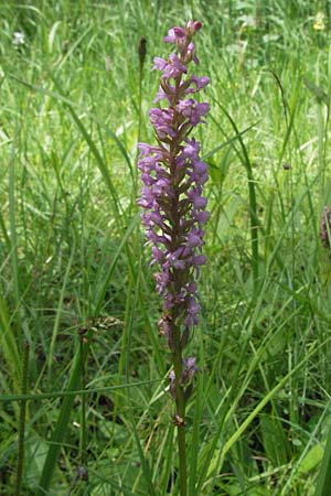 Gymnadenia odoratissima \ Wohlriechende Händelwurz / Short-spurred Fragrant Orchid, D  Mosbach 7.7.2007 