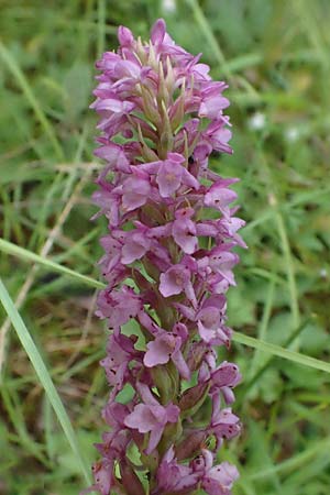 Gymnadenia odoratissima \ Wohlriechende Händelwurz / Short-spurred Fragrant Orchid, D  Tiefenbronn-Mühlhausen 13.7.2021 