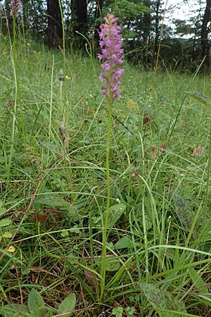 Gymnadenia odoratissima \ Wohlriechende Händelwurz / Short-spurred Fragrant Orchid, D  Tiefenbronn-Mühlhausen 13.7.2021 