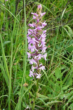 Gymnadenia conopsea s.l. \ Mücken-Händelwurz / Common Fragrant Orchid, D  Tübingen 20.6.2015 