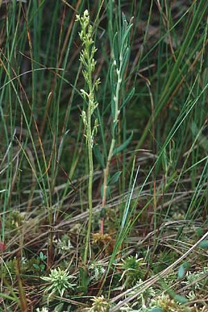 Hammarbya paludosa \ Weichwurz, Sumpf-Weichorchis, D  Bayern 13.8.1995 