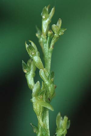 Hammarbya paludosa \ Weichwurz, Sumpf-Weichorchis / Bog Orchid, D  Bayern 13.8.1995 