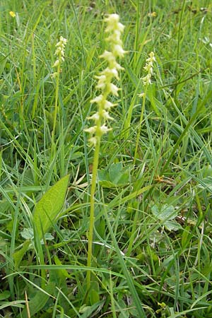 Herminium monorchis \ Einknolle, Honigorchis / Musk Orchid, D  Bad Hindelang 22.6.2011 