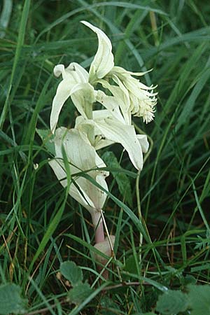 Epipactis muelleri forma chlorotica \ Müllers Ständelwurz / Mueller's Helleborine, D  Nord-/Northern Eifel 10.6.2000 