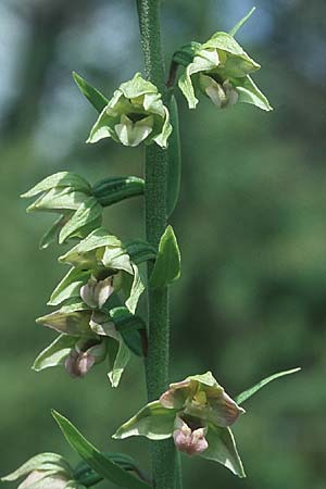 Epipactis helleborine \ Breitblättrige Ständelwurz / Broad-Leaved Helleborine, D  Pupplinger Au 25.7.2004 