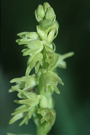 Herminium monorchis \ Einknolle, Honigorchis, D  Hurlach 11.6.2005 