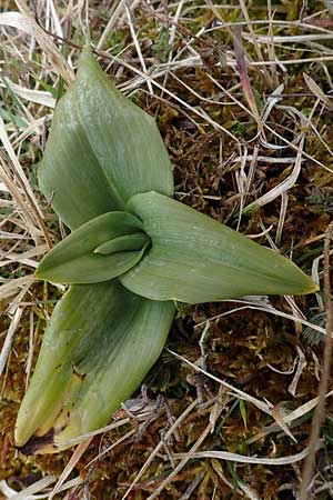 Himantoglossum hircinum \ Bocks-Riemenzunge / Lizard Orchid (Rosette), D  Neuleiningen 16.3.2022 