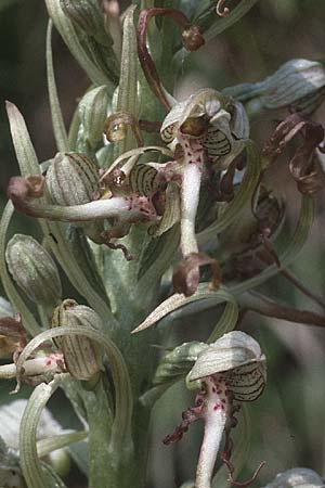 Himantoglossum hircinum \ Bocks-Riemenzunge / Lizard Orchid, D  Kaiserstuhl Badberg 27.5.1985 
