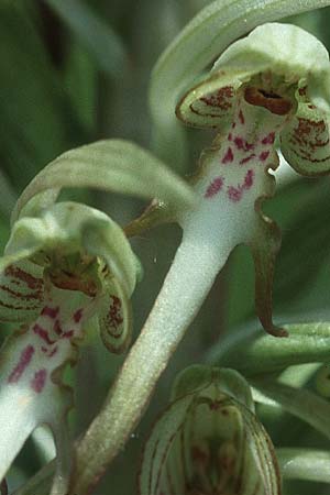 Himantoglossum hircinum \ Bocks-Riemenzunge / Lizard Orchid, D  Mosbach 10.6.1995 