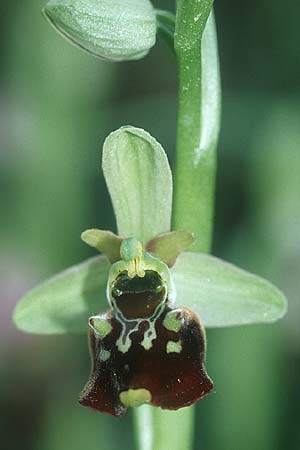 Ophrys holoserica \ Hummel-Ragwurz / Late Spider Orchid, D  Taubergießen 8.5.2005 