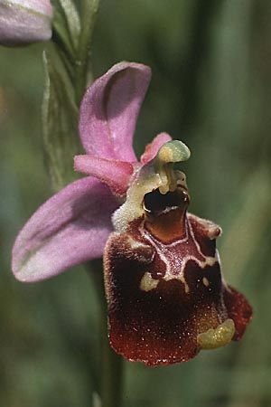 [click] Ophrys holoserica, D   Taubergießen 27.5.1985 