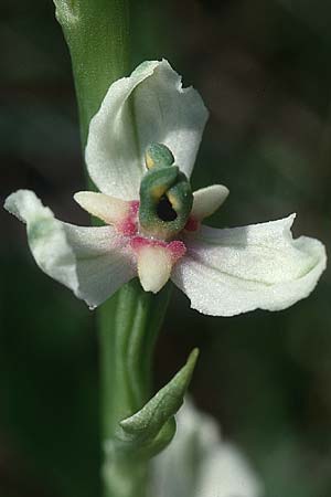 Ophrys holoserica Pelorie, D Saarland 24.5.99