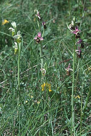 Ophrys holoserica / Late Spider Orchid, D  Saarland Badstube 24.5.1999 