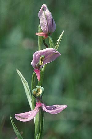 Ophrys holoserica deformation \ Hummel-Ragwurz / Late Spider Orchid, D  Saarland Badstube 24.5.1999 