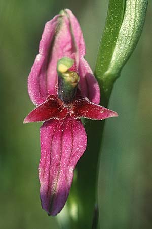 Ophrys holoserica deformation \ Hummel-Ragwurz / Late Spider Orchid, D  Saarland Badstube 24.5.1999 