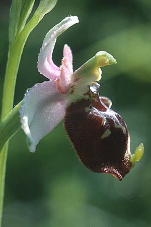 Ophrys holoserica \ Hummel-Ragwurz / Late Spider Orchid, D  Pforzheim 14.5.2000 