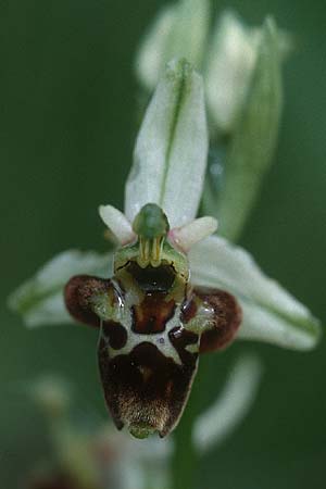 Ophrys holoserica \ Hummel-Ragwurz / Late Spider Orchid (scolopaxioides), D  Saarland Gersheim 20.5.2000 