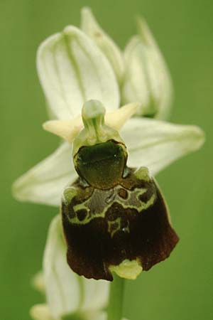 Ophrys holoserica \ Hummel-Ragwurz / Late Spider Orchid, D  Hurlach 19.6.2004 
