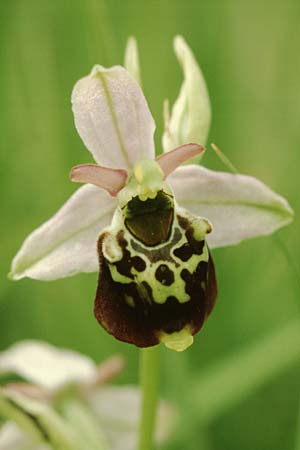 Ophrys holoserica \ Hummel-Ragwurz / Late Spider Orchid, D  Hurlach 19.6.2004 