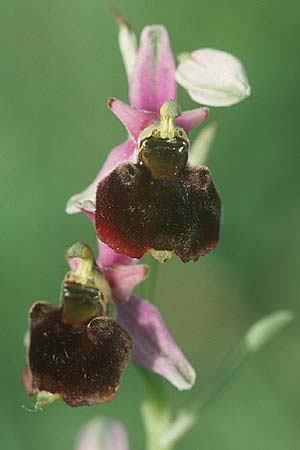 Ophrys holoserica \ Hummel-Ragwurz / Late Spider Orchid (ohne Mal / without speculum), D  Pforzheim 20.6.2004 