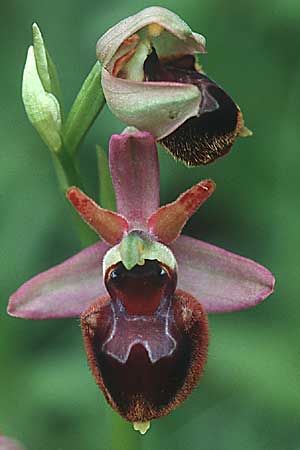 Ophrys holoserica x sphegodes, D   Mosbach 26.5.1996 