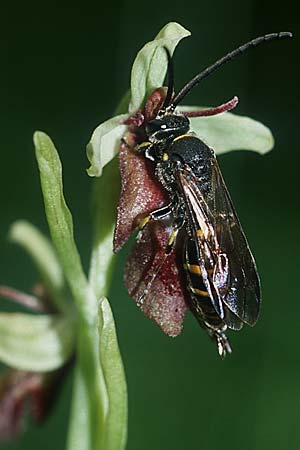 Ophrys insectifera + Argogorytes mystaceus ♂, D Augsburg 19.6.04