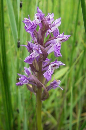 Dactylorhiza incarnata subsp. serotina \ Späte Fleischfarbene Fingerwurz, Spätes Fleischfarbenes Knabenkraut, D  Murnau 20.6.2011 