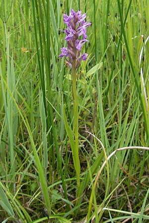 Dactylorhiza incarnata subsp. serotina \ Späte Fleischfarbene Fingerwurz, Spätes Fleischfarbenes Knabenkraut, D  Murnau 20.6.2011 