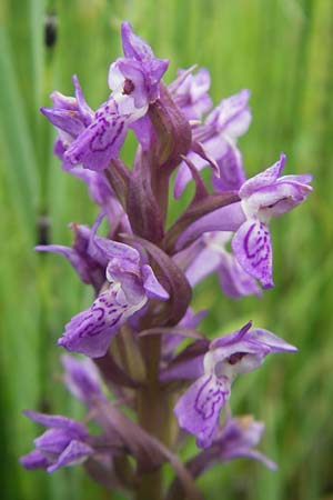 Dactylorhiza incarnata subsp. serotina \ Späte Fleischfarbene Fingerwurz, Spätes Fleischfarbenes Knabenkraut, D  Murnau 20.6.2011 