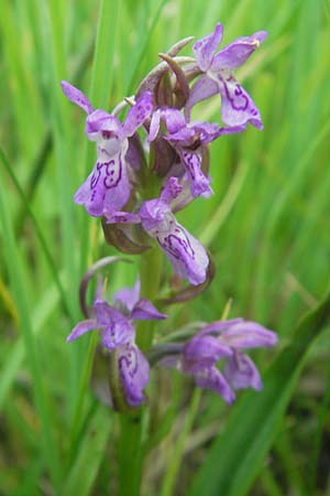 Dactylorhiza incarnata subsp. serotina \ Späte Fleischfarbene Fingerwurz, Spätes Fleischfarbenes Knabenkraut, D  Murnau 20.6.2011 