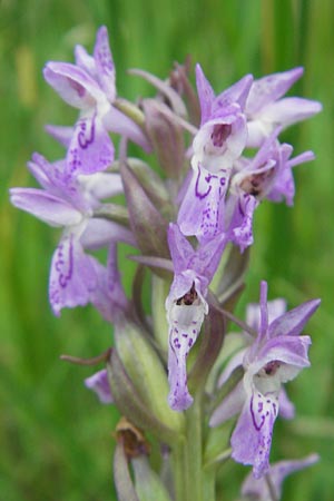 Dactylorhiza incarnata subsp. serotina \ Späte Fleischfarbene Fingerwurz, Spätes Fleischfarbenes Knabenkraut, D  Murnau 20.6.2011 