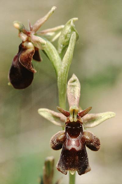Ophrys apifera x insectifera, D   Werbach 30.5.2003 