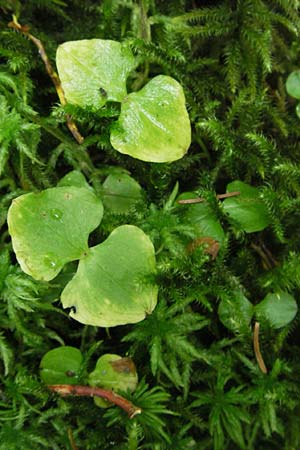 Listera cordata \ Kleines Zweiblatt, D  Schwarzwald, Feldberg 18.8.2007 