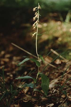 Epipactis neglecta subsp. neglecta \ Übersehene Ständelwurz / Neglected Helleborine, D  Pforzheim 25.7.1997 