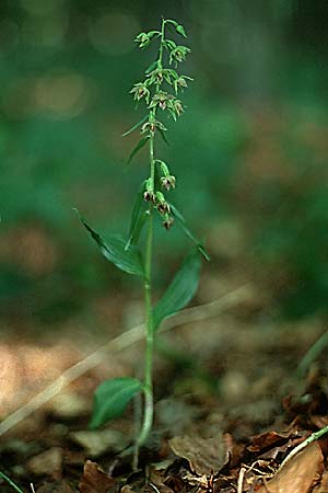 Epipactis leptochila subsp. leptochila \ Schmalblättrige Ständelwurz / Narrow-lipped Helleborine (mit abweichender Säulenstruktur / with differing column structure), D  Westerwald 25.7.1999 