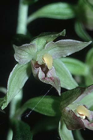 Epipactis leptochila subsp. leptochila \ Schmalblättrige Ständelwurz / Narrow-lipped Helleborine (mit abweichender Säulenstruktur / with differing column structure), D  Westerwald 25.7.1999 