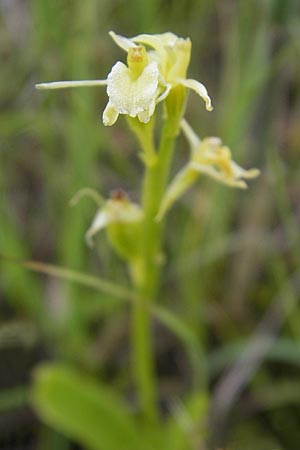Liparis loeselii \ Torf-Glanzkraut / Narrow-Leaved Fen Orchid, D  Murnau 20.6.2011 