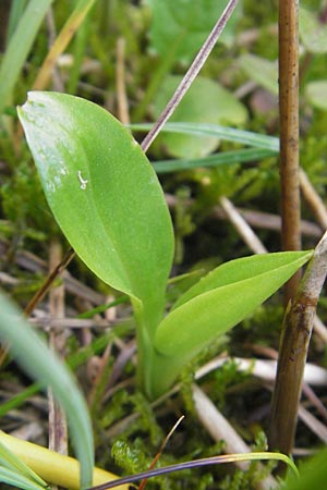 Liparis loeselii \ Torf-Glanzkraut / Narrow-Leaved Fen Orchid, D  Murnau 20.6.2011 