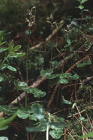 Listera cordata \ Kleines Zweiblatt / Lesser Twayblade, D  Füssen 8.6.1989 