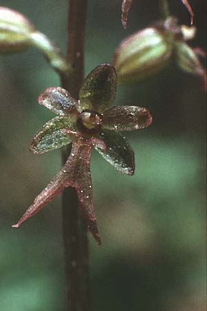 Listera cordata \ Kleines Zweiblatt / Lesser Twayblade, D  Füssen 8.6.1989 