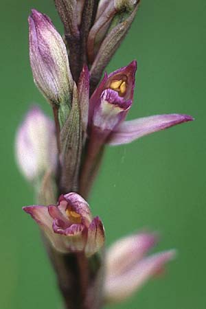 Limodorum abortivum \ Violetter Dingel / Violet Limodore, D  Istein 3.6.1990 