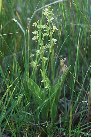 Liparis loeselii \ Torf-Glanzkraut / Narrow-Leaved Fen Orchid, D  Insel/island Usedom 4.6.1999 