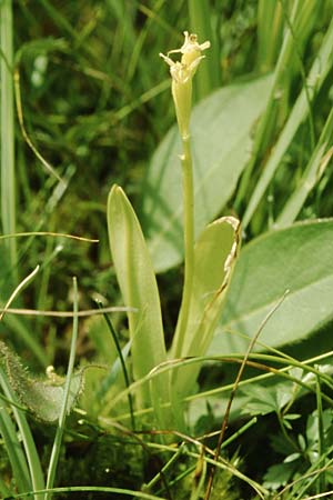 Liparis loeselii \ Torf-Glanzkraut / Narrow-Leaved Fen Orchid, D  Allgäu 10.7.2004 