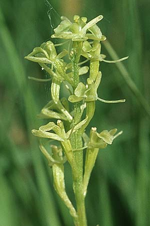 Liparis loeselii / Narrow-Leaved Fen Orchid, D  Allgäu 10.7.2004 