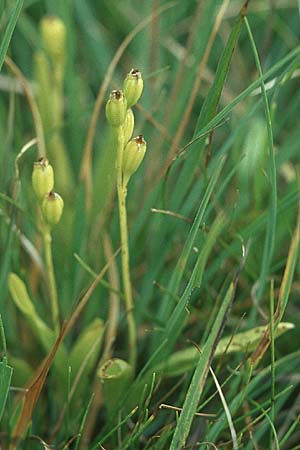 Liparis loeselii \ Torf-Glanzkraut / Narrow-Leaved Fen Orchid (Samenstände / seed stems), D  Allgäu 17.8.2004 