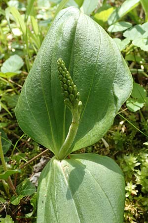 Listera ovata \ Großes Zweiblatt / Common Twayblade, D  Pforzheim 29.4.2017 