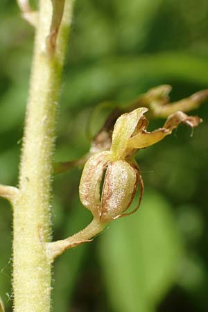 Listera ovata \ Großes Zweiblatt / Common Twayblade (fruchtend / seed stem), D  Weinheim an der Bergstraße 19.6.2017 