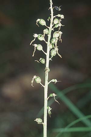 Listera ovata \ Großes Zweiblatt / Common Twayblade (fruchtend / seed stem), D  Hüfingen 17.7.2005 